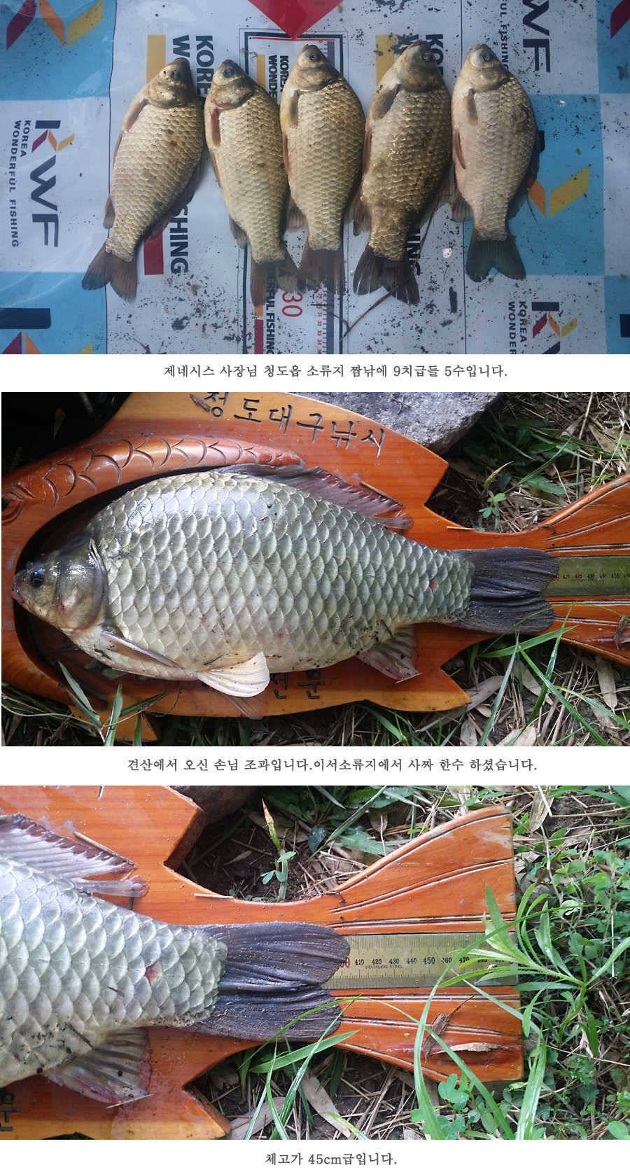 청도권 전반적으로 호조황입니다 (조황조행기 - 특파원조황)
