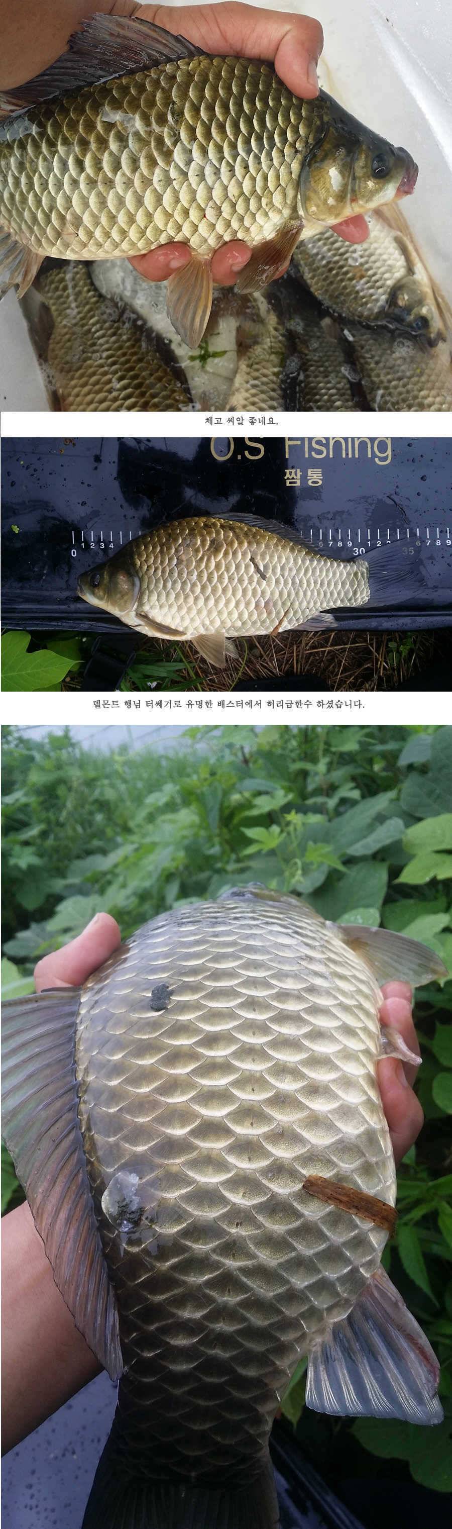 청도권 전반적으로 호조황입니다 (조황조행기 - 특파원조황)