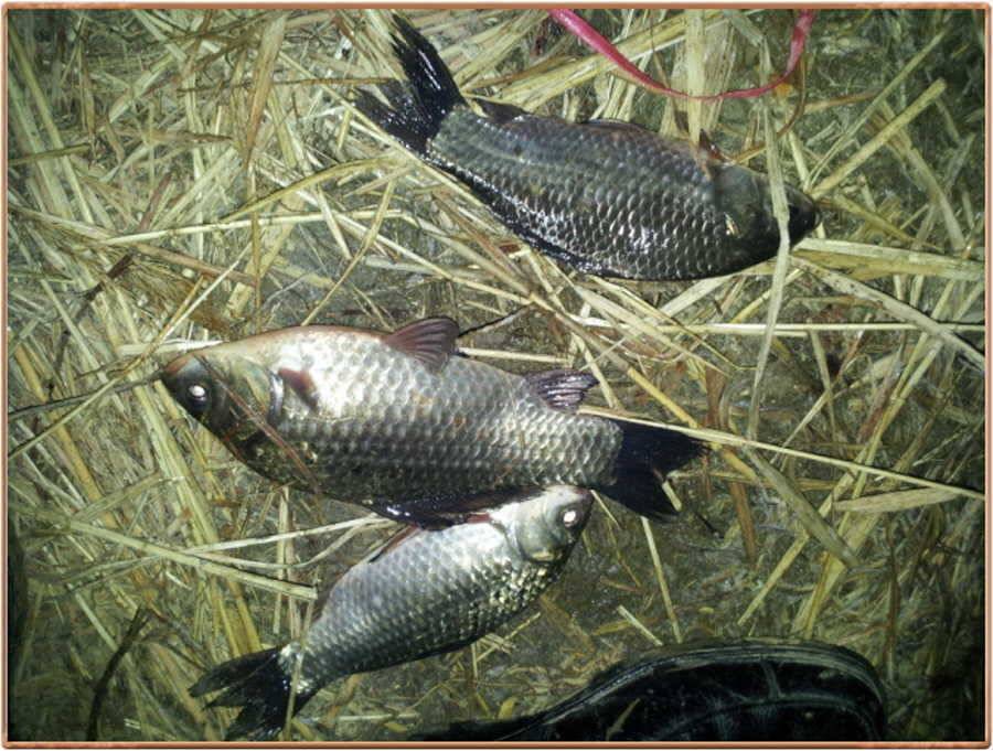진위천 조황 소식 (조황조행기 - 특파원조황)
