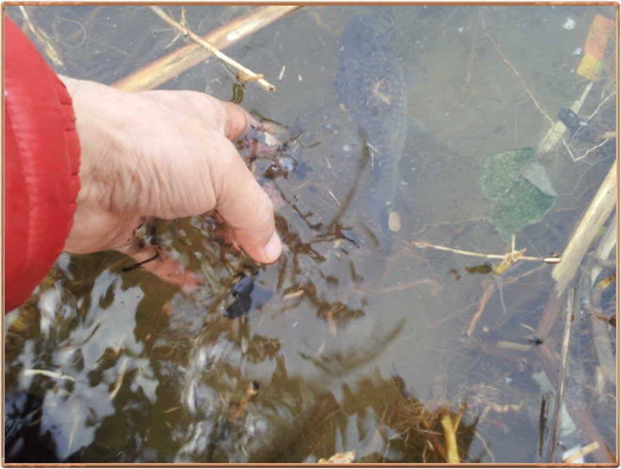 진위천 조황 소식 (조황조행기 - 특파원조황)