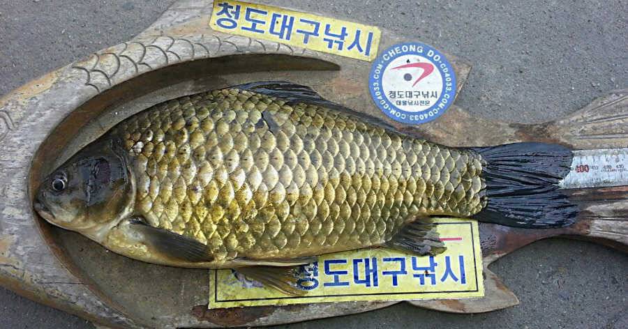 청도권 지난주 조황정보 (조황조행기 - 특파원조황)