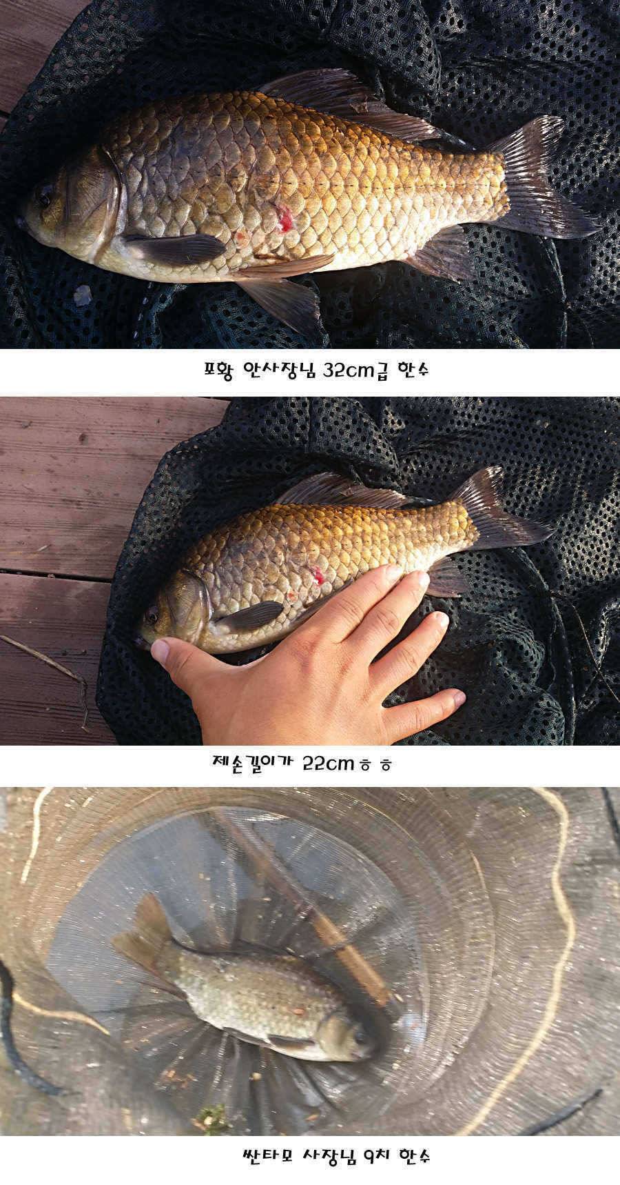 청도권 지난주 조황정보 (조황조행기 - 특파원조황)