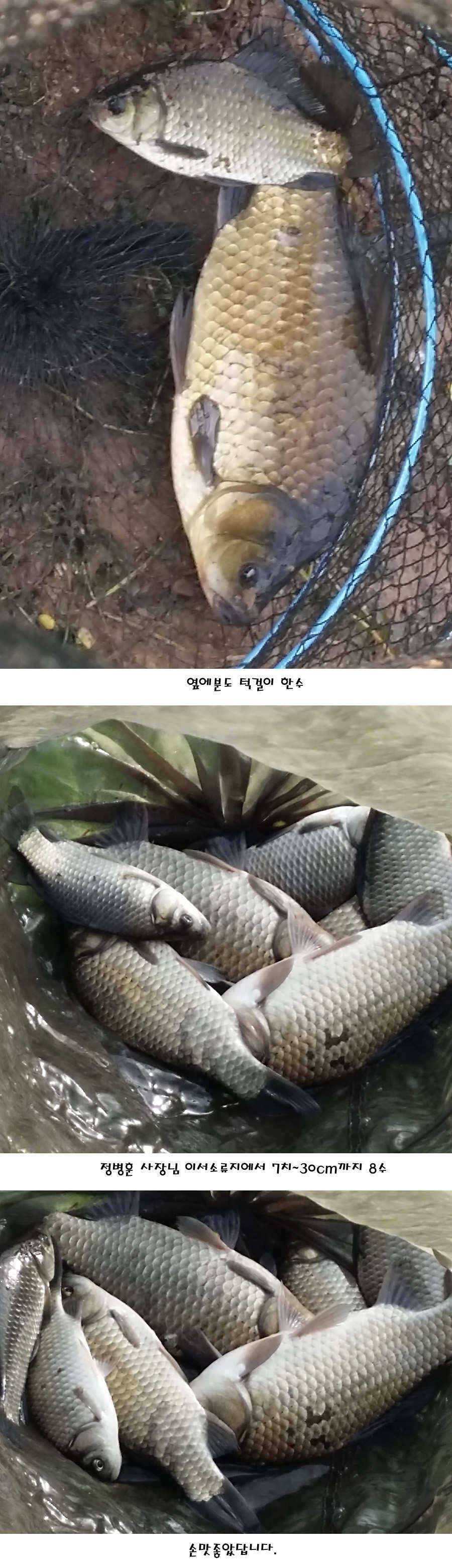 청도권 지난주 조황정보 (조황조행기 - 특파원조황)