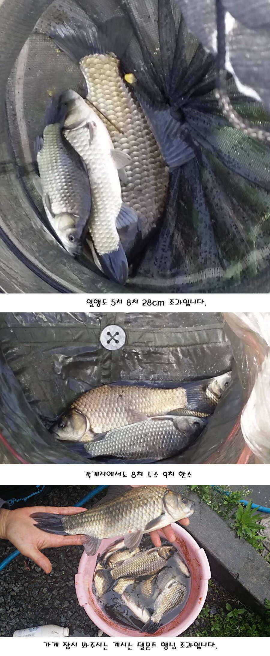 청도권 지난주 조황정보 (조황조행기 - 특파원조황)