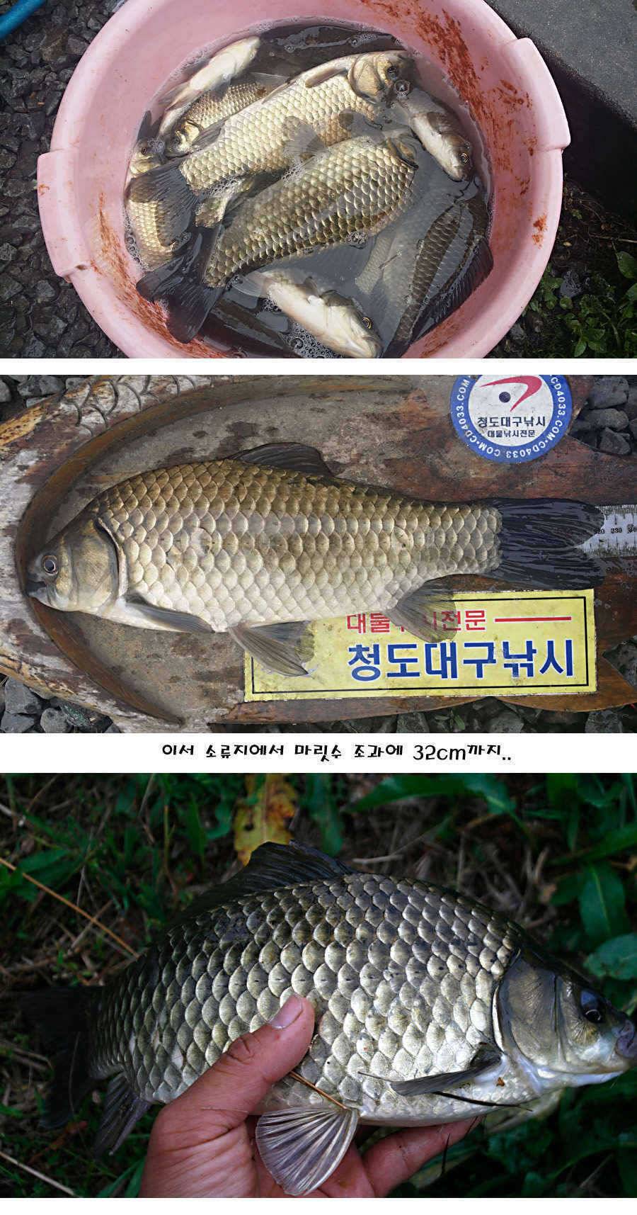 청도권 지난주 조황정보 (조황조행기 - 특파원조황)