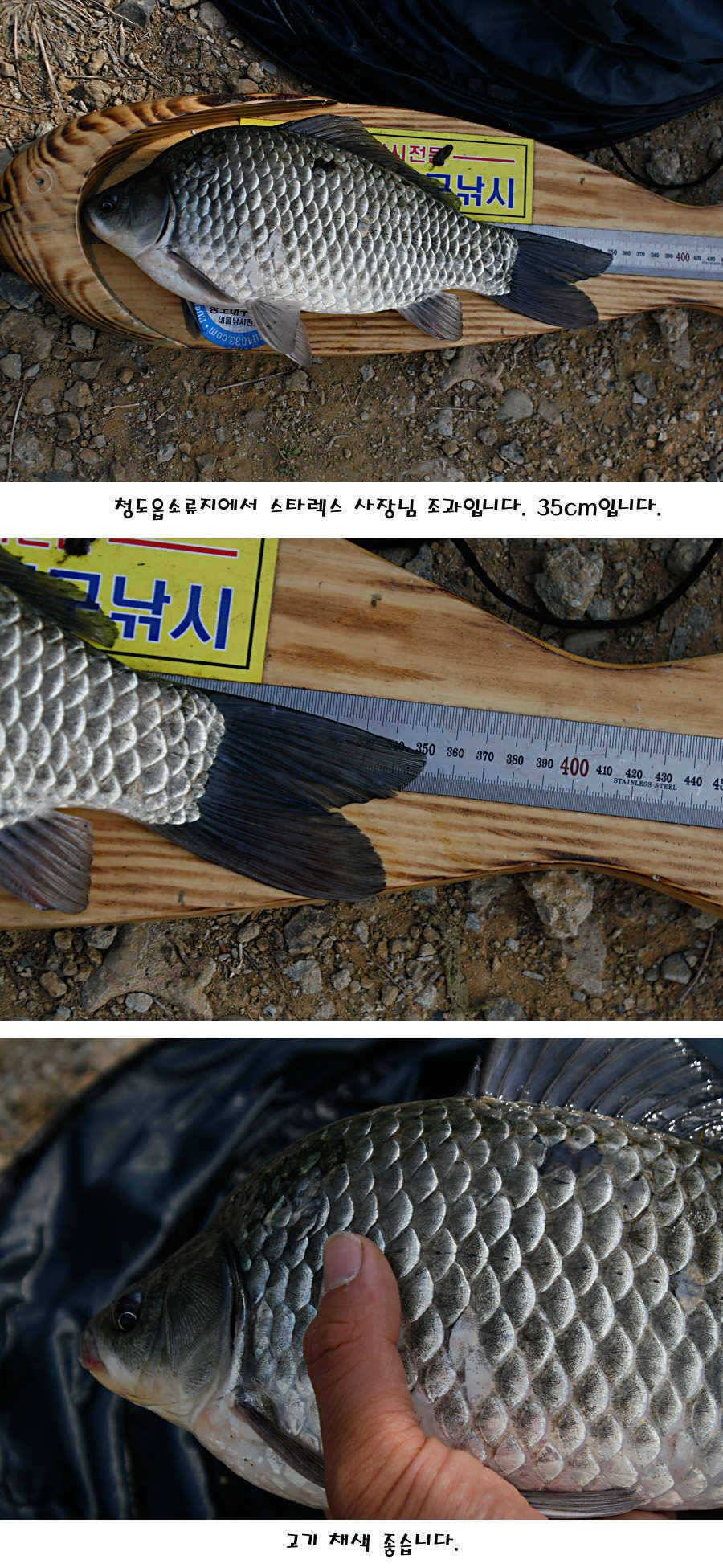 청도권 지난주 조황정보 (조황조행기 - 특파원조황)