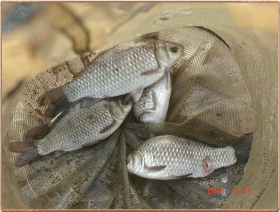 진위천 조황 소식 (조황조행기 - 특파원조황)