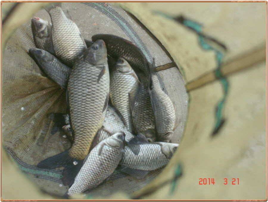 진위천 조황 소식 (조황조행기 - 특파원조황)