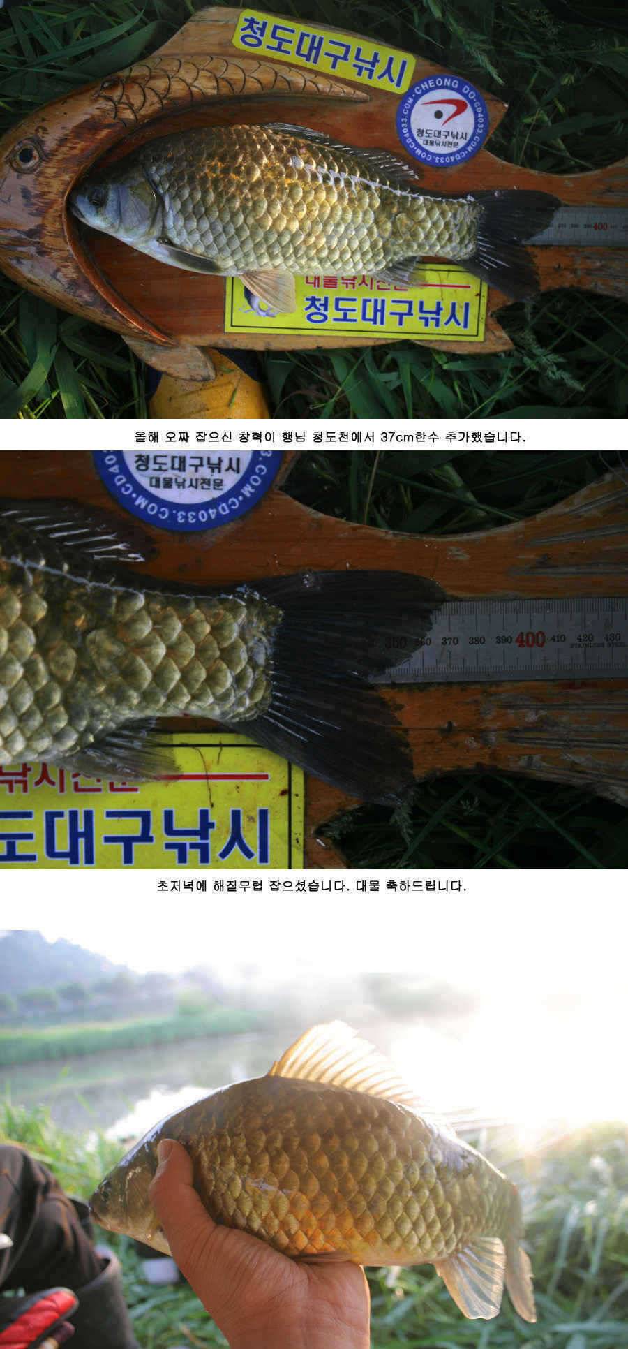 청도권주중 조황 3541cm (조황조행기 - 특파원조황)
