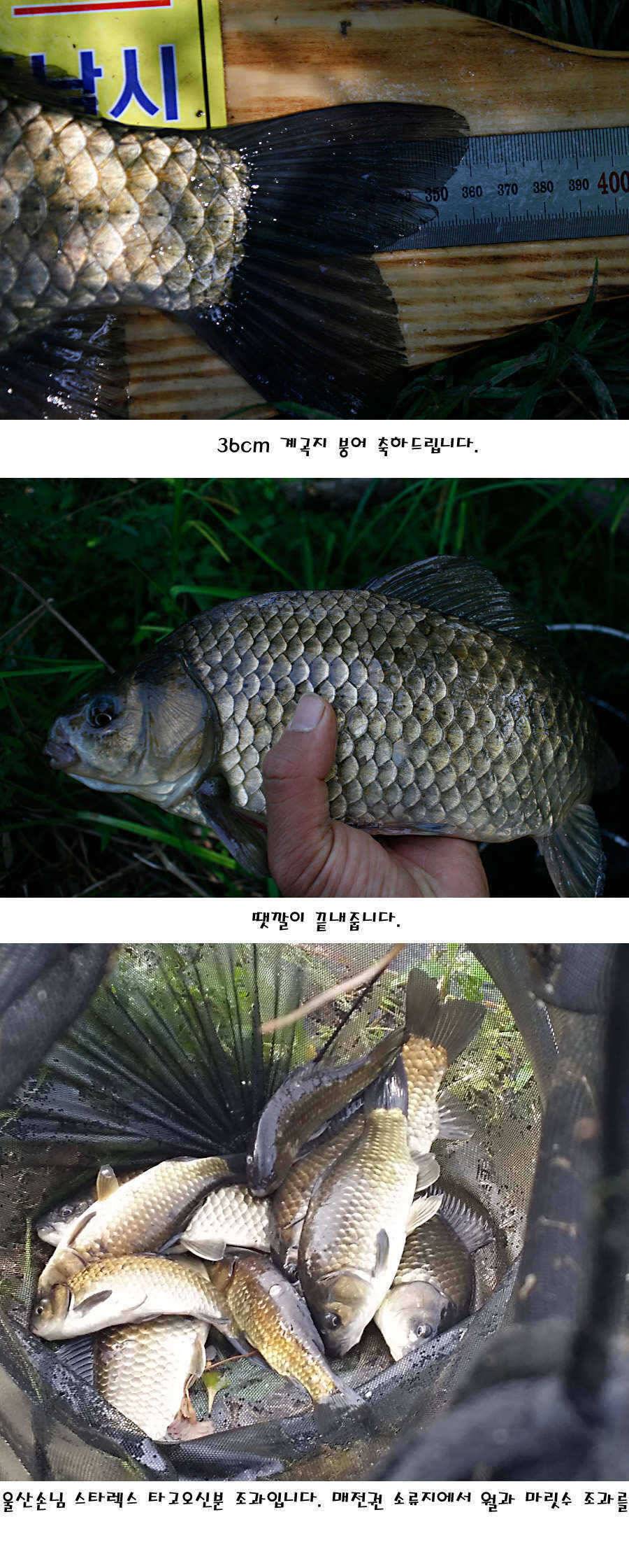 청도권 지난주 조황정보 (조황조행기 - 특파원조황)