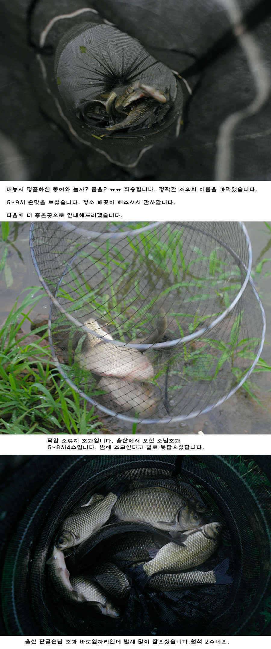 청도권 오름수위 최고의 호조황 (조황조행기 - 특파원조황)