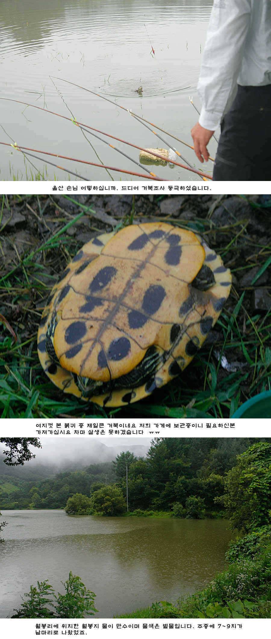 청도권 오름수위 최고의 호조황 (조황조행기 - 특파원조황)
