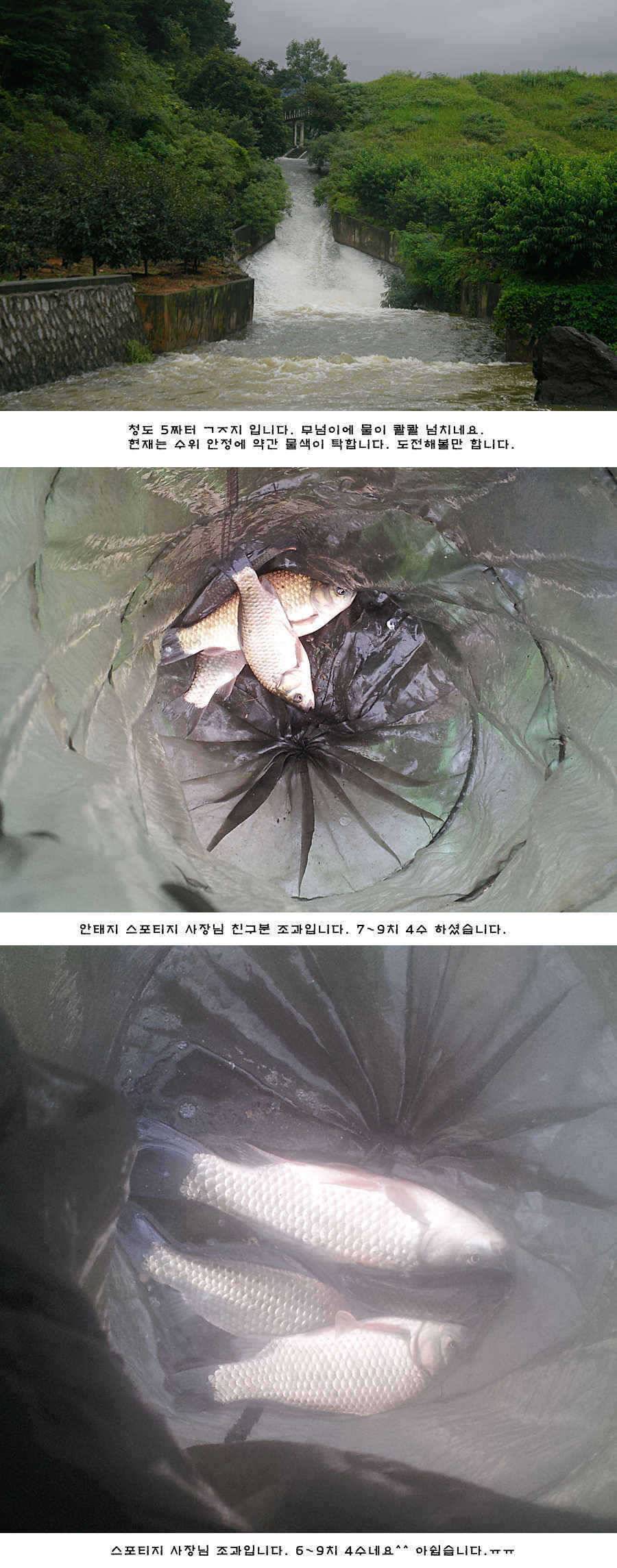 청도권 오름수위 최고의 호조황 (조황조행기 - 특파원조황)