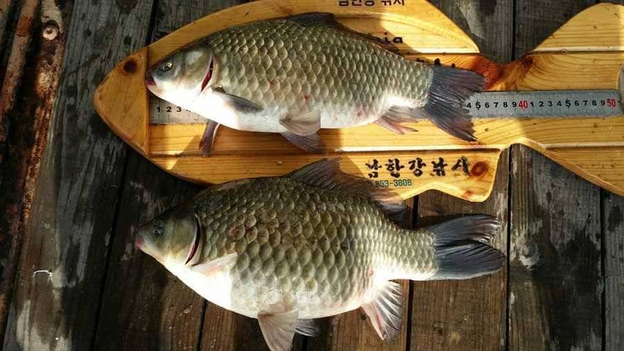 하천리 36 37cm 붕어소식 육초대 잠기며 산란중 (조황조행기 - 특파원조황)