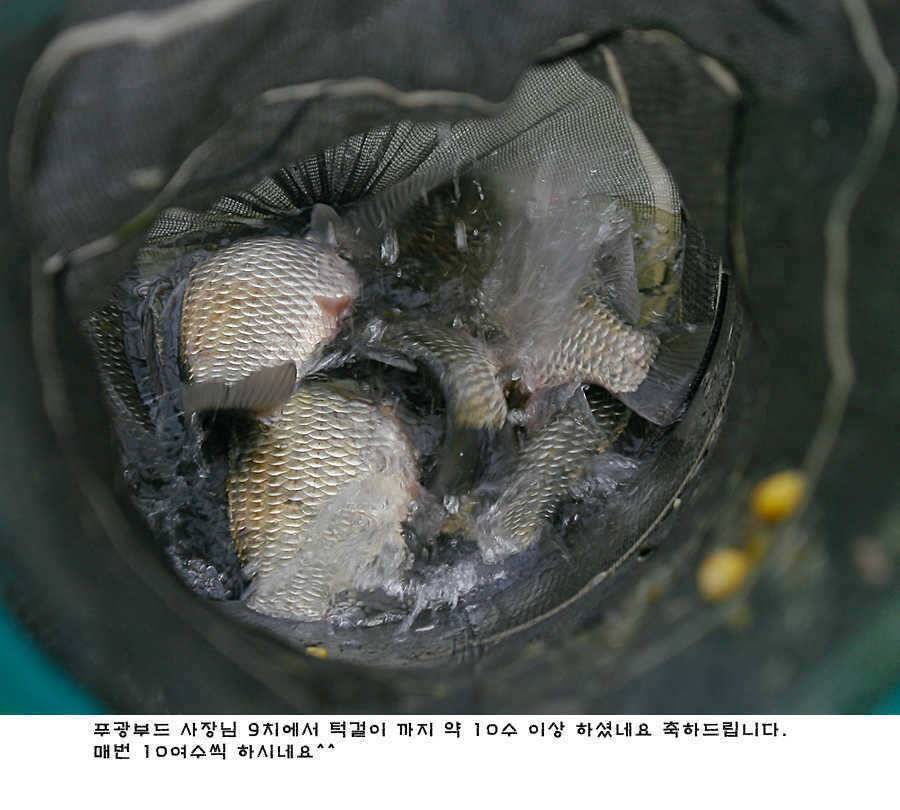 청도권 오름수위 최고의 호조황 (조황조행기 - 특파원조황)