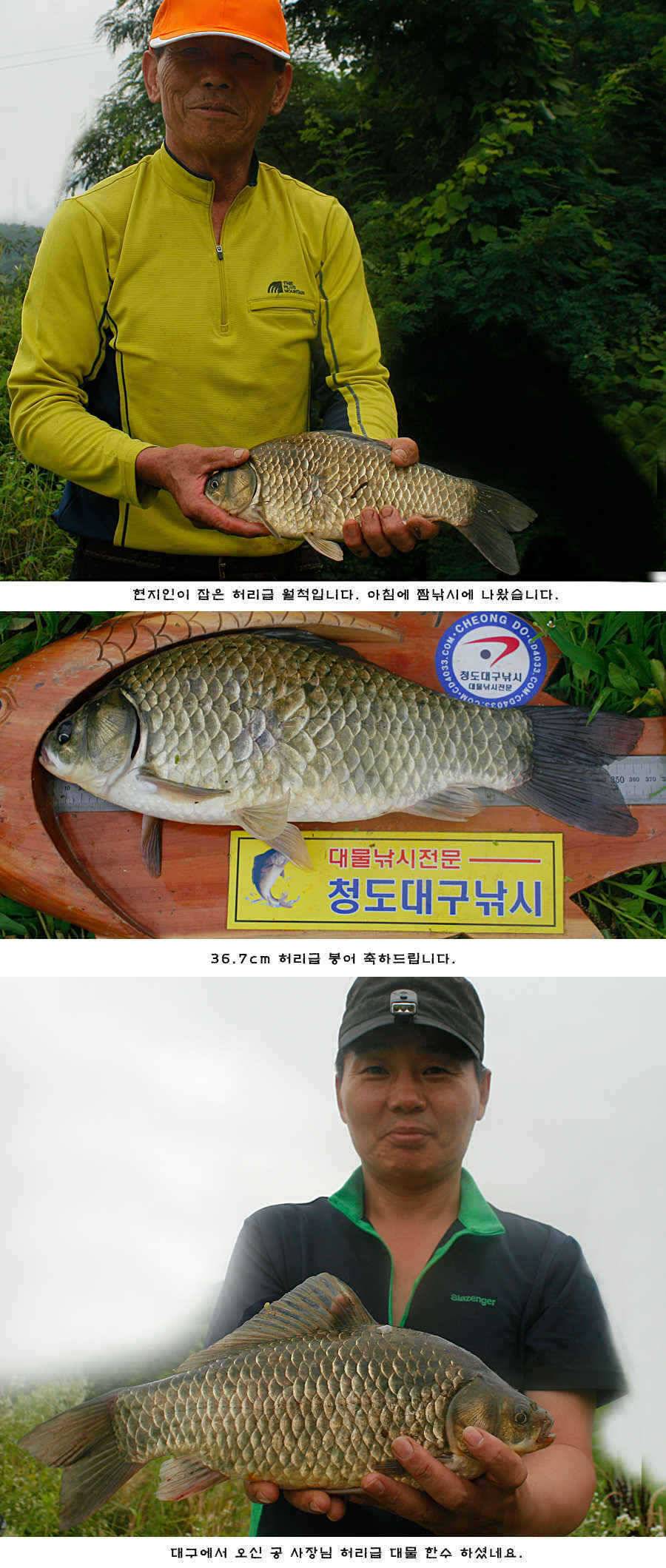 청도권 오름수위 최고의 호조황 (조황조행기 - 특파원조황)