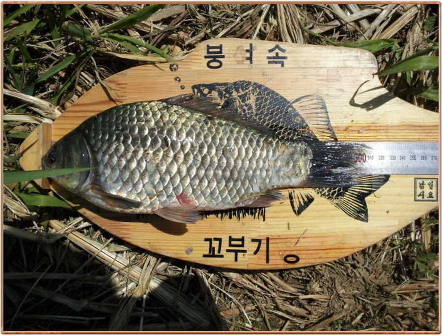 진위천조황 소식 (조황조행기 - 특파원조황)