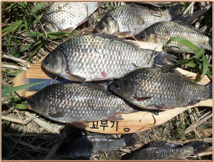 진위천조황 소식 (조황조행기 - 특파원조황)
