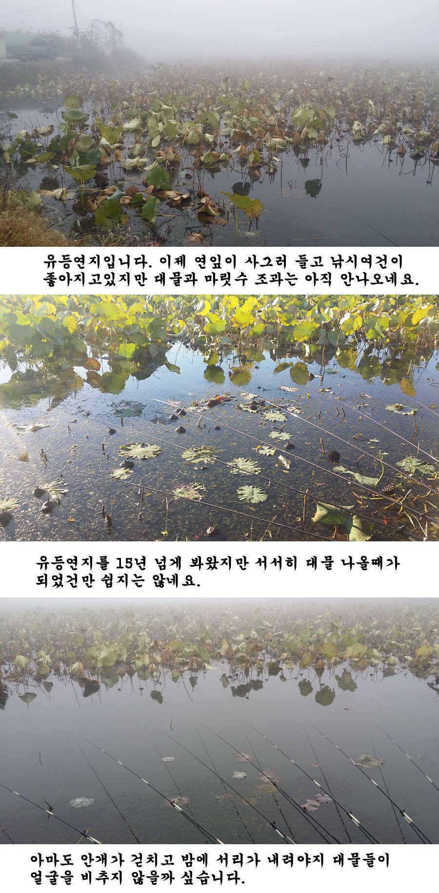 청도권 지난주 조황입니다 (조황조행기 - 특파원조황)