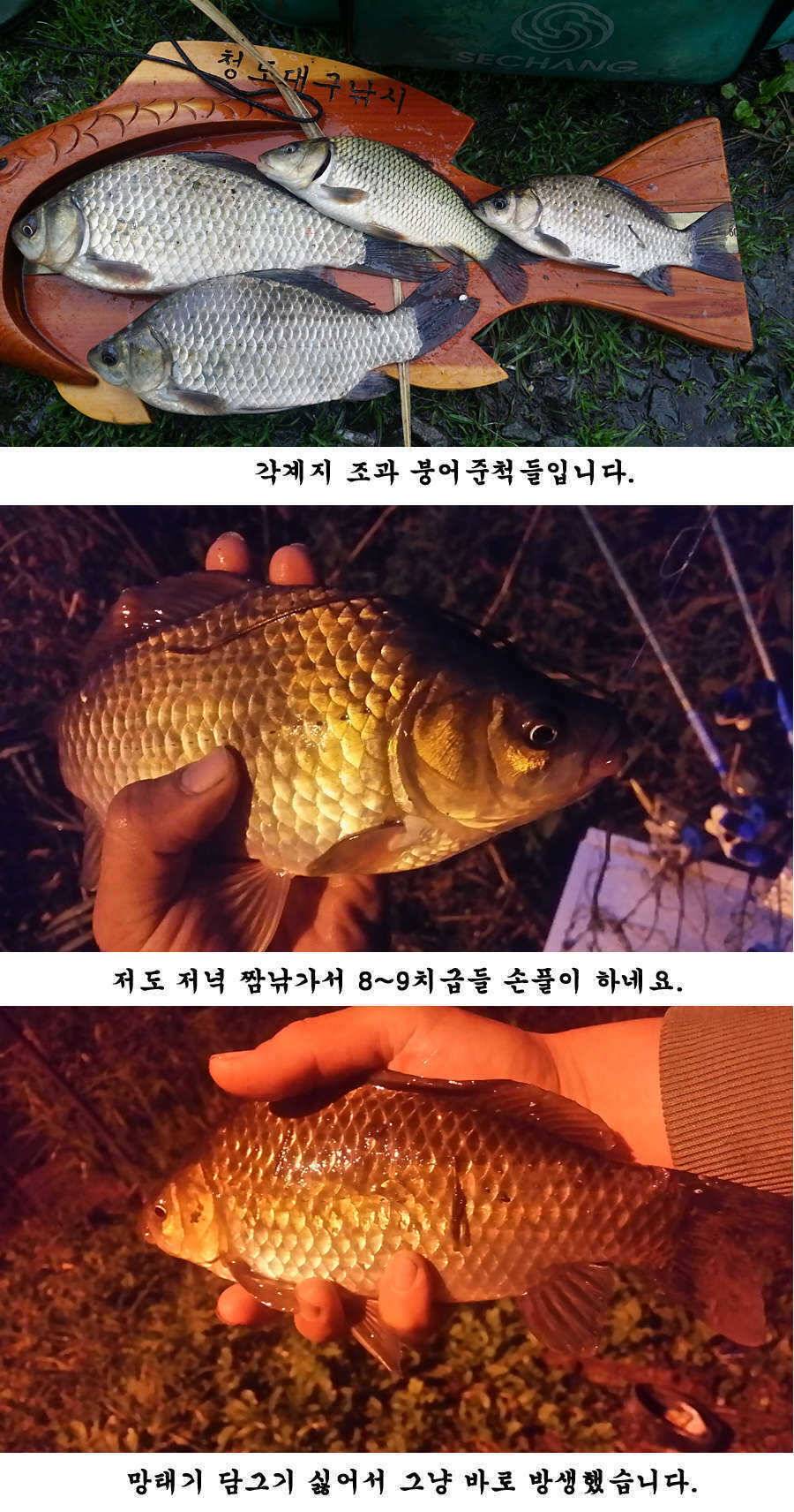 청도권 지난주 조황입니다 (조황조행기 - 특파원조황)