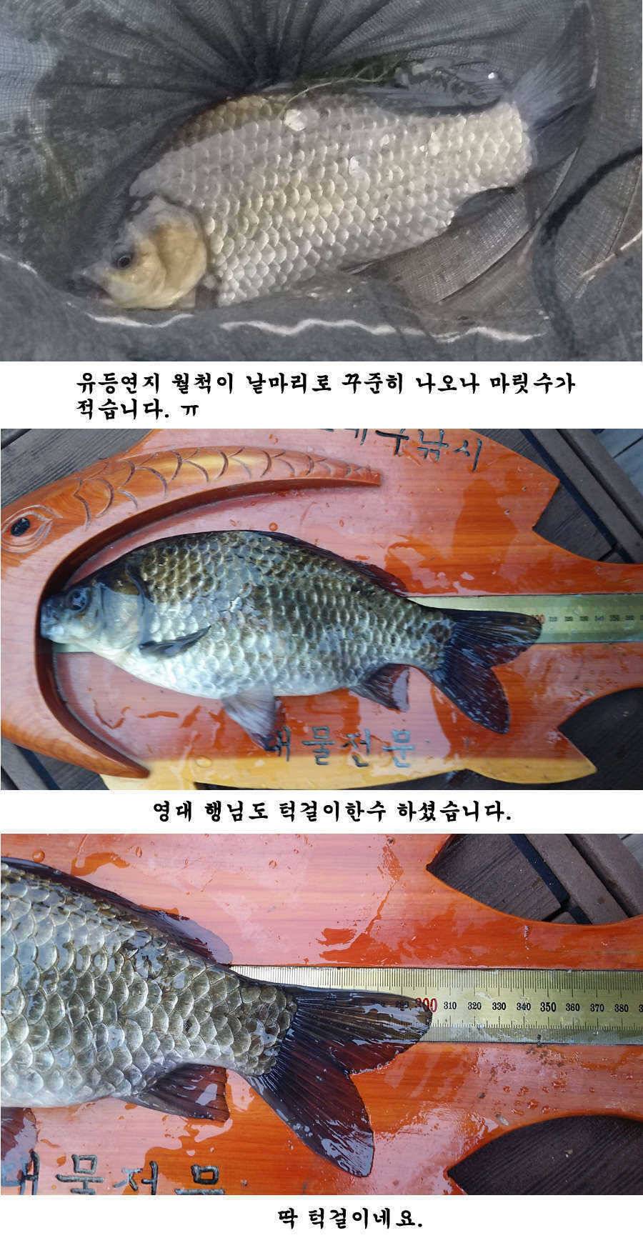 청도권 지난주 조황입니다 (조황조행기 - 특파원조황)