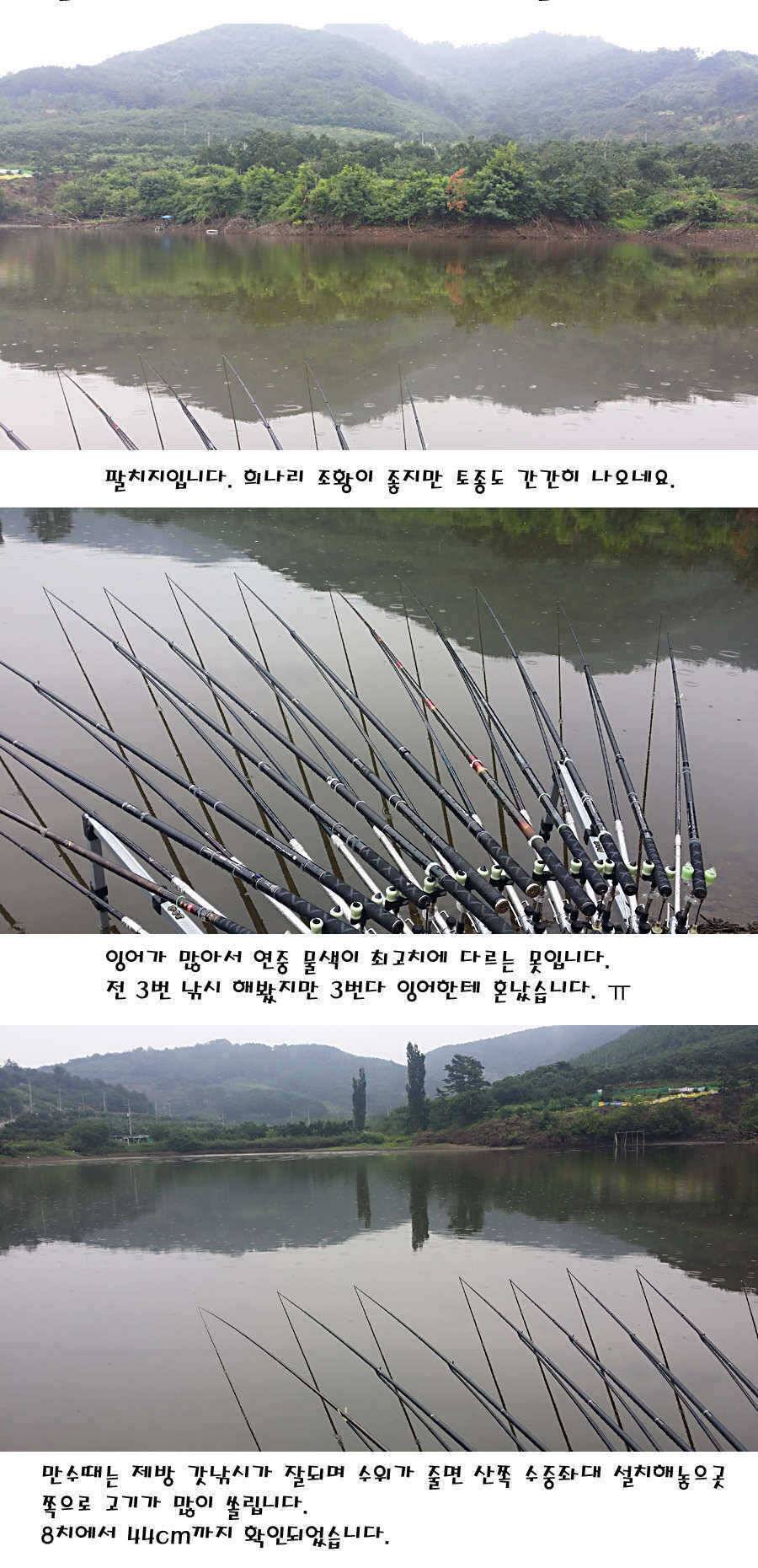 청도권 지난주 이번주 조황 (조황조행기 - 특파원조황)