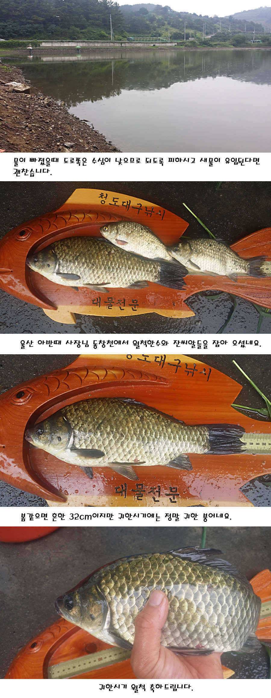 청도권 지난주 이번주 조황 (조황조행기 - 특파원조황)