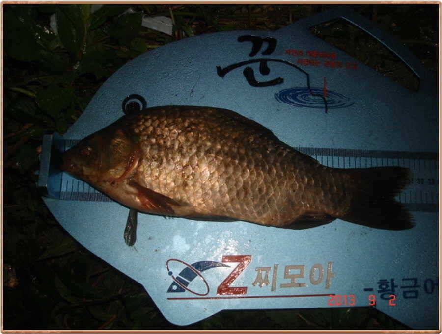 진위천 소식 (조황조행기 - 특파원조황)