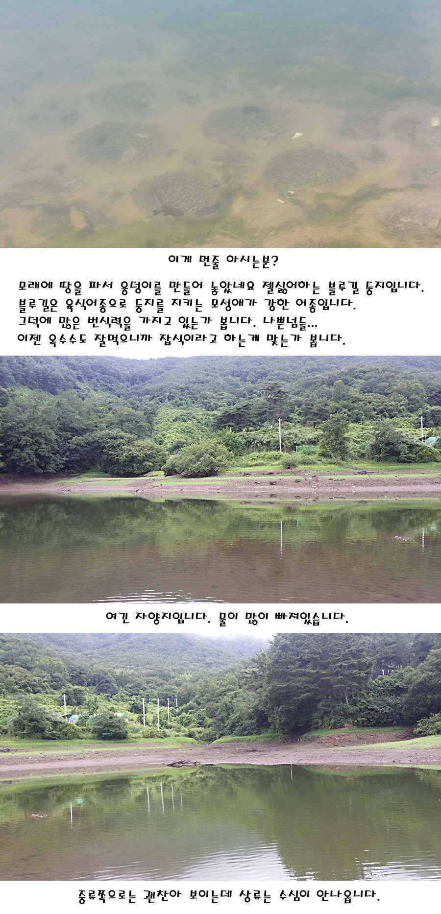 청도권 지난주 이번주 조황 (조황조행기 - 특파원조황)