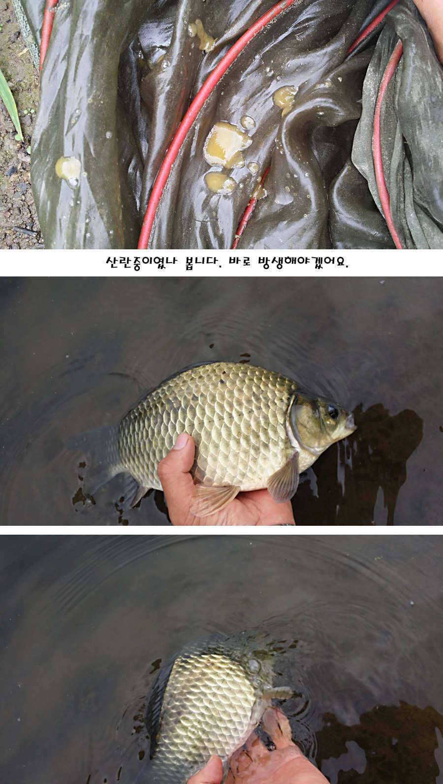 청도권 지난주 이번주 조황 (조황조행기 - 특파원조황)