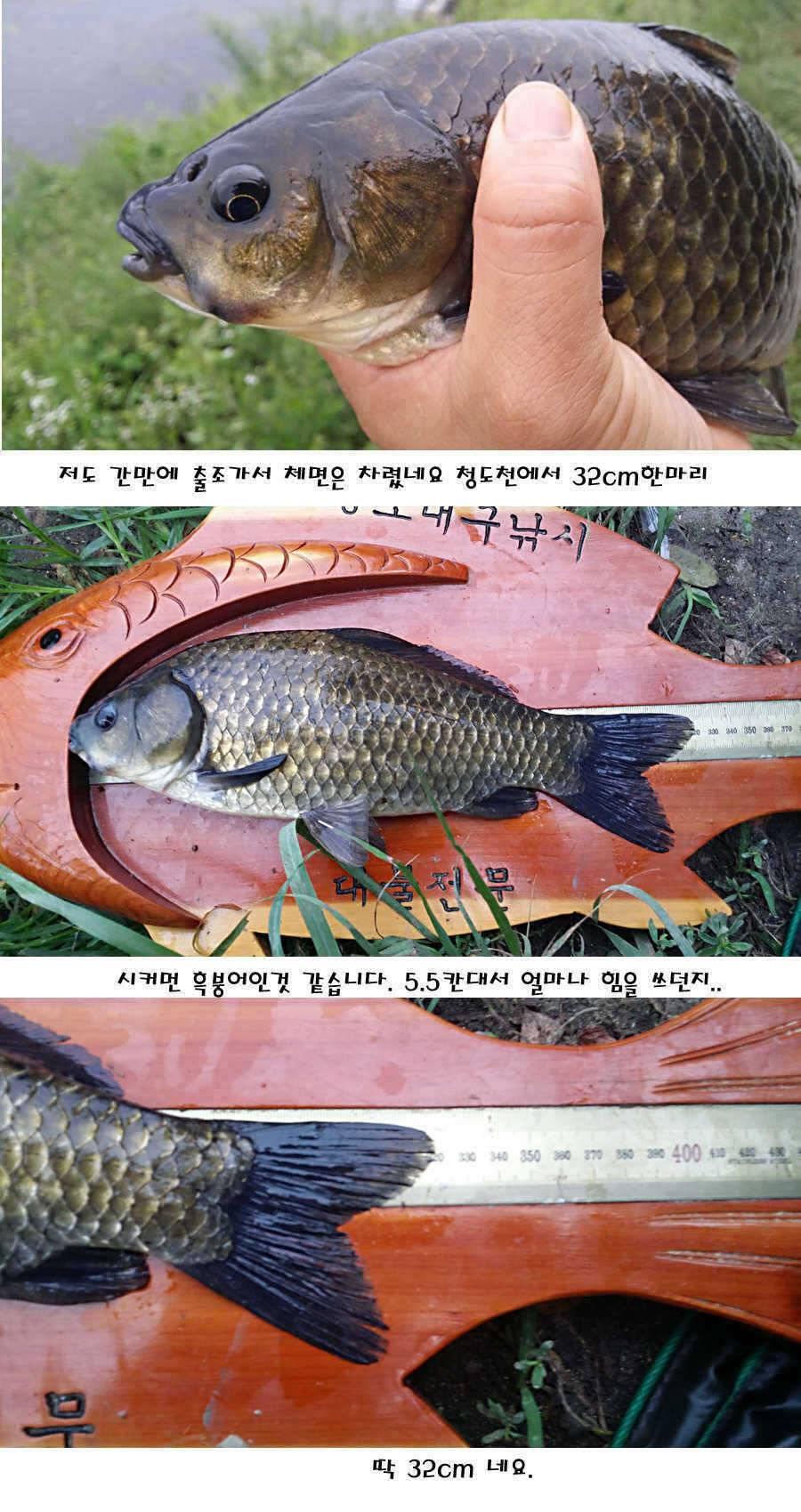 청도권 지난주 이번주 조황 (조황조행기 - 특파원조황)