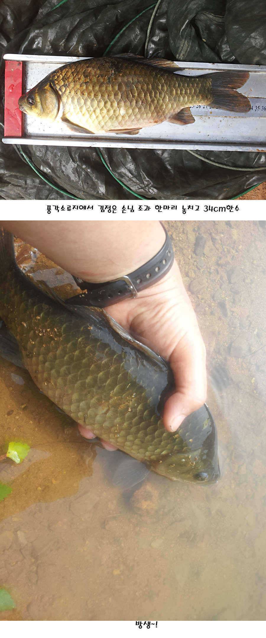 청도권 지난주 이번주 조황 (조황조행기 - 특파원조황)
