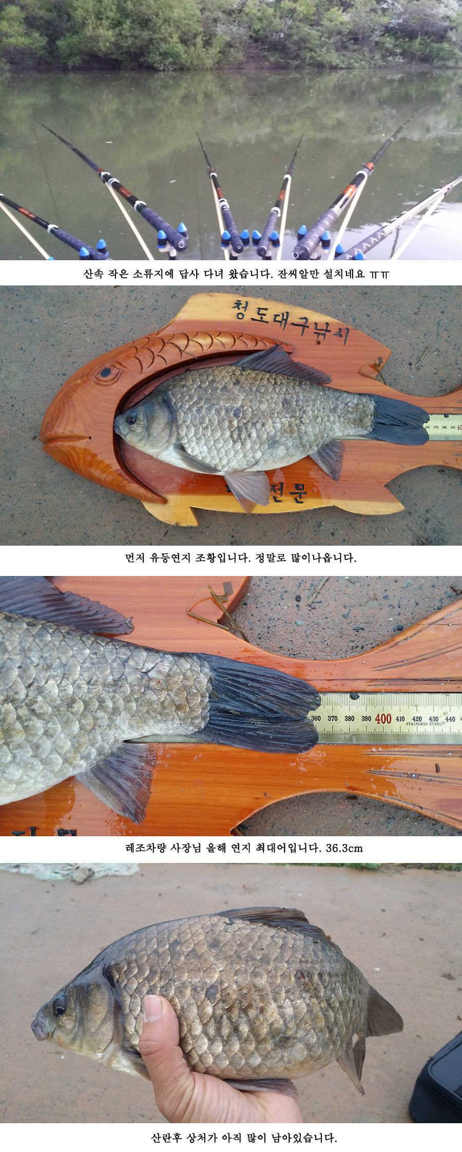 청도권 빵빵 터집니다 (조황조행기 - 특파원조황)
