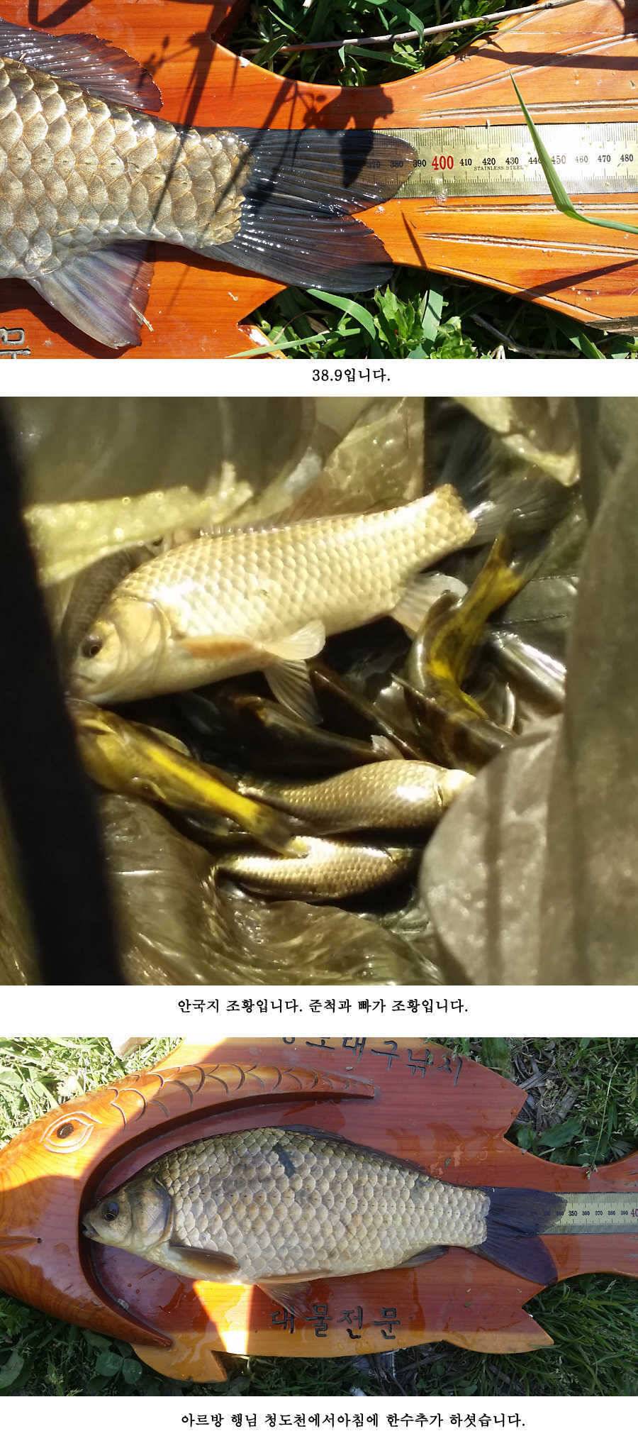 청도권 빵빵 터집니다 (조황조행기 - 특파원조황)