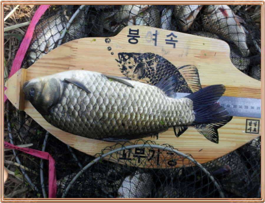 진위천 조황소식 (조황조행기 - 특파원조황)