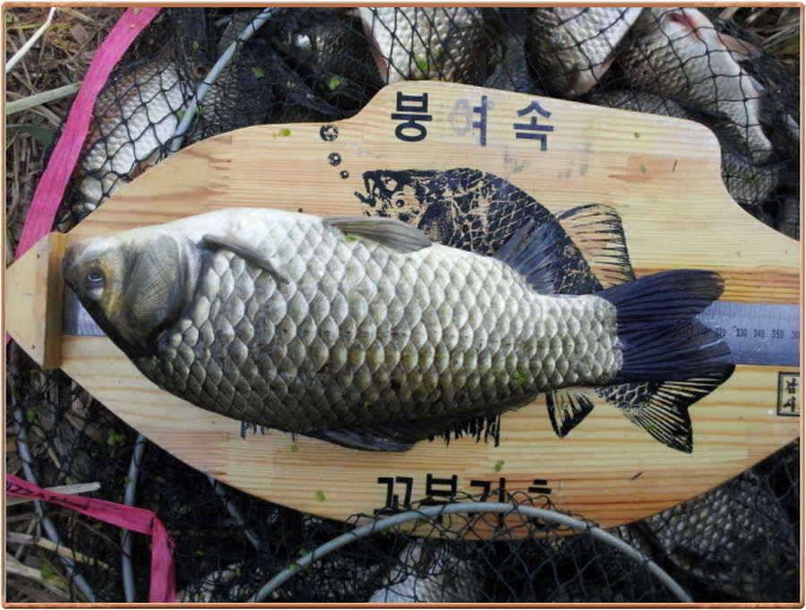 진위천 조황소식 (조황조행기 - 특파원조황)