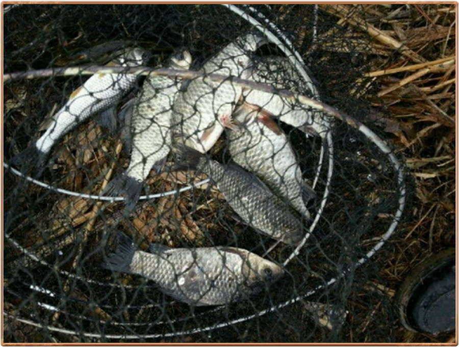 진위천 조황 소식 (조황조행기 - 특파원조황)