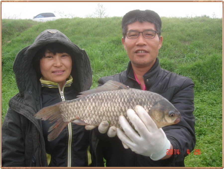 진위천 조황 소식 (조황조행기 - 특파원조황)