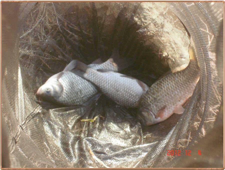 진위천 조황소식 (조황조행기 - 특파원조황)