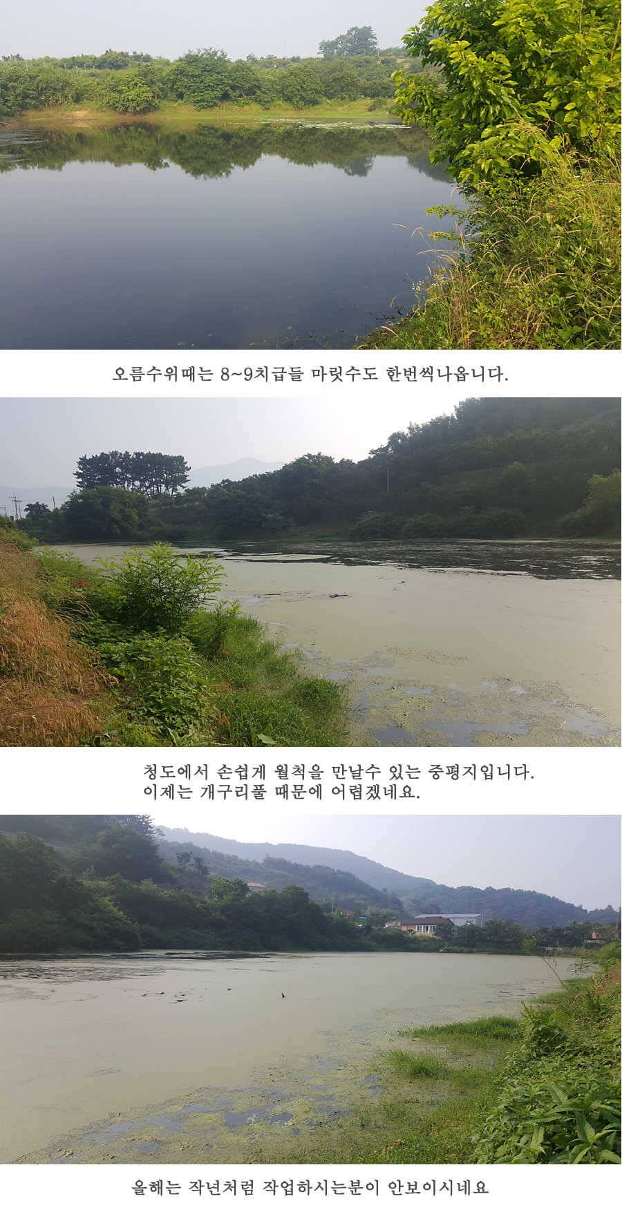 청도권 청도천이 대세입니다 (조황조행기 - 특파원조황)