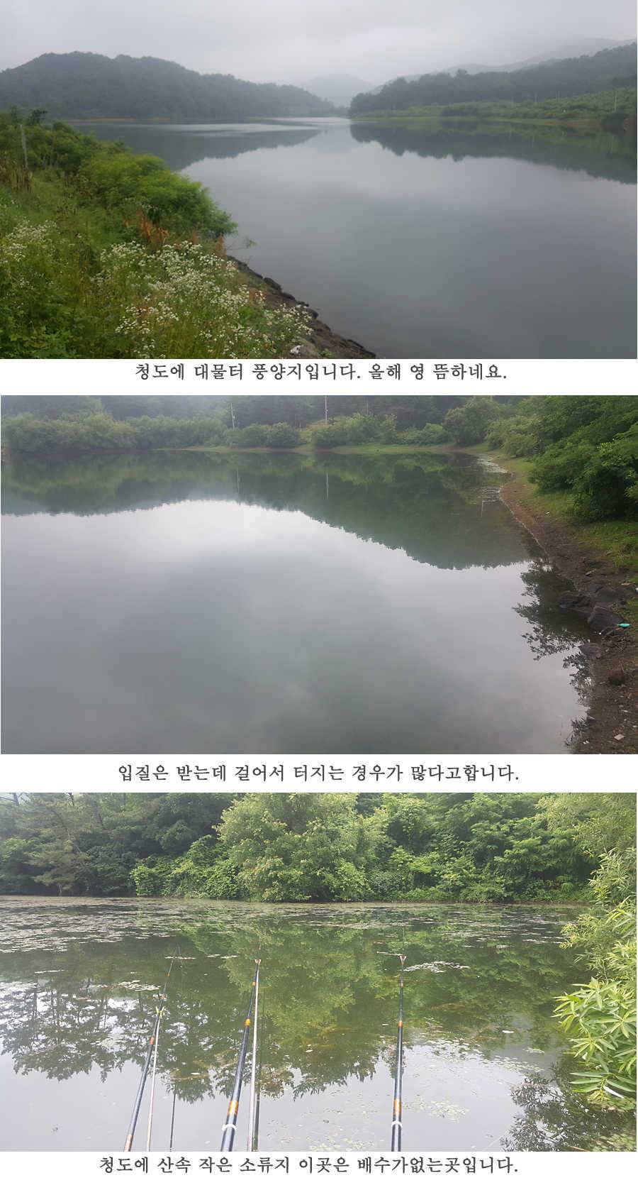 청도권 청도천이 대세입니다 (조황조행기 - 특파원조황)