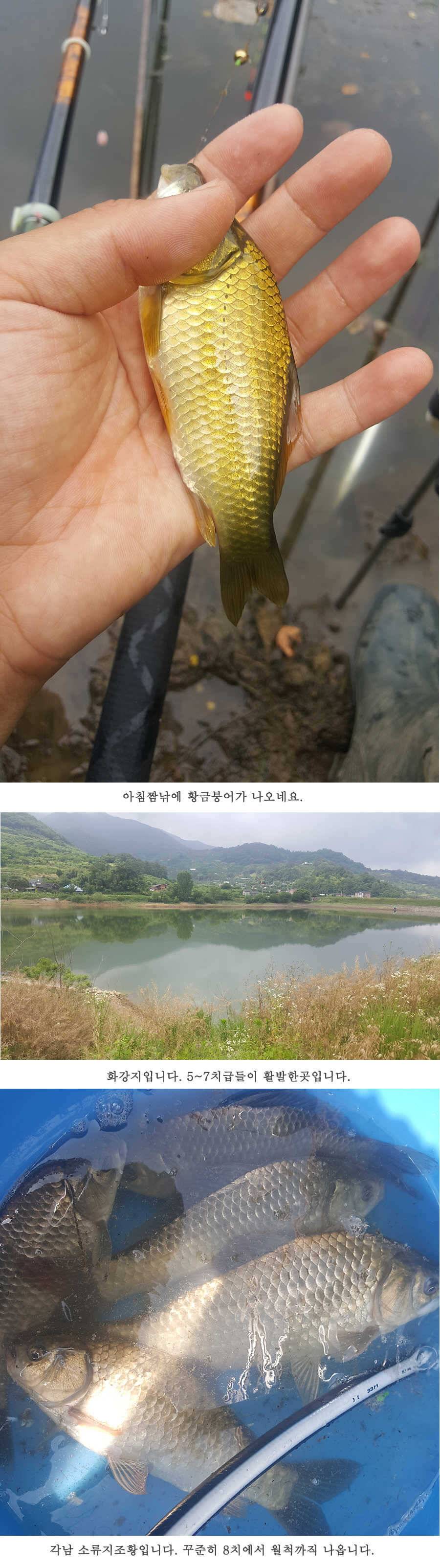 청도권 청도천이 대세입니다 (조황조행기 - 특파원조황)