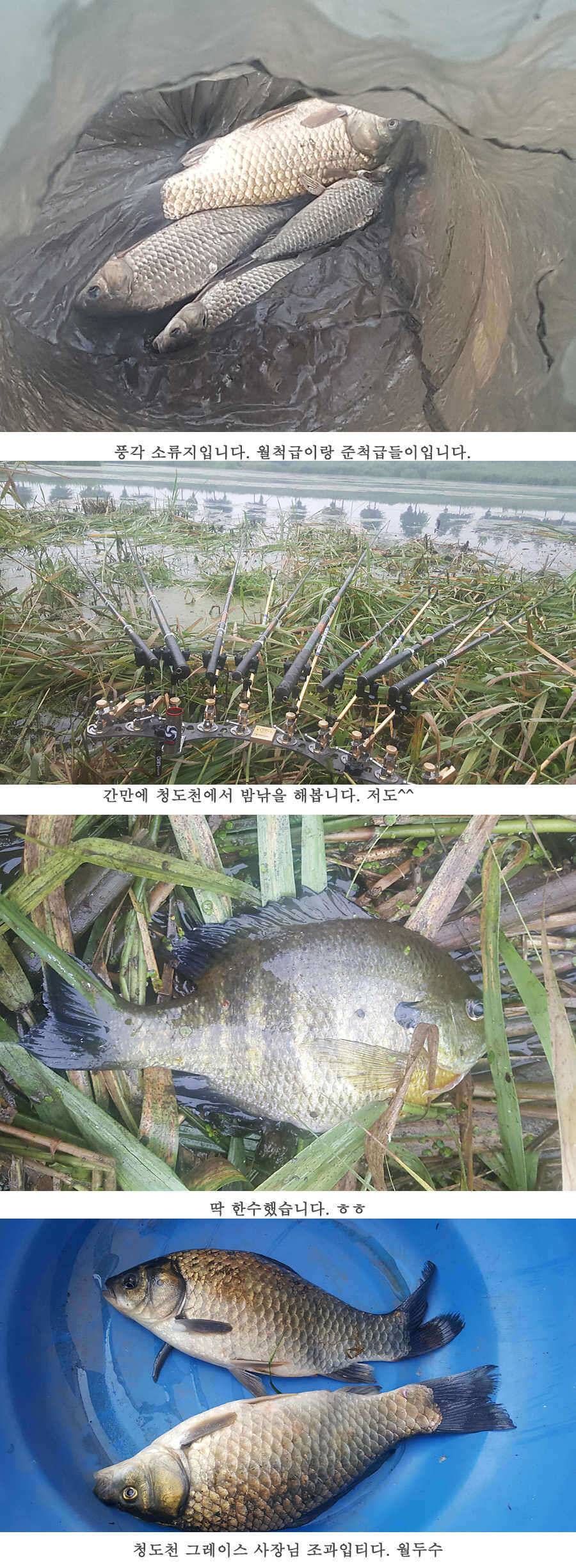 청도권 청도천이 대세입니다 (조황조행기 - 특파원조황)