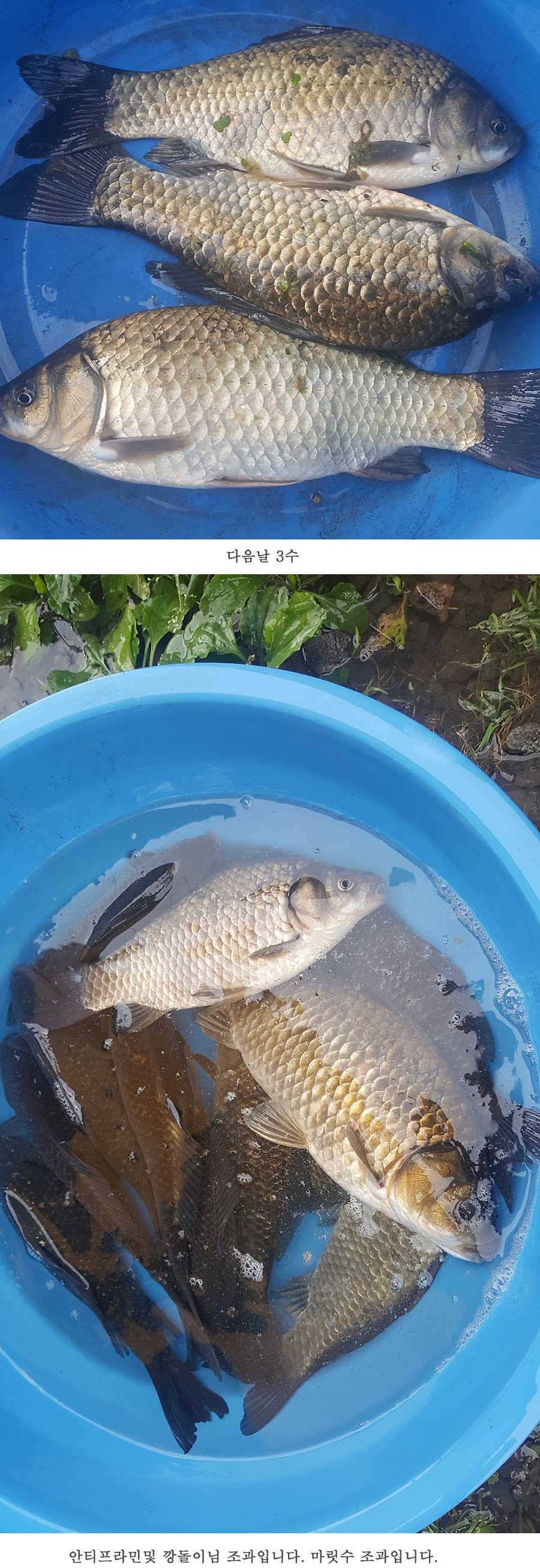청도권 청도천이 대세입니다 (조황조행기 - 특파원조황)