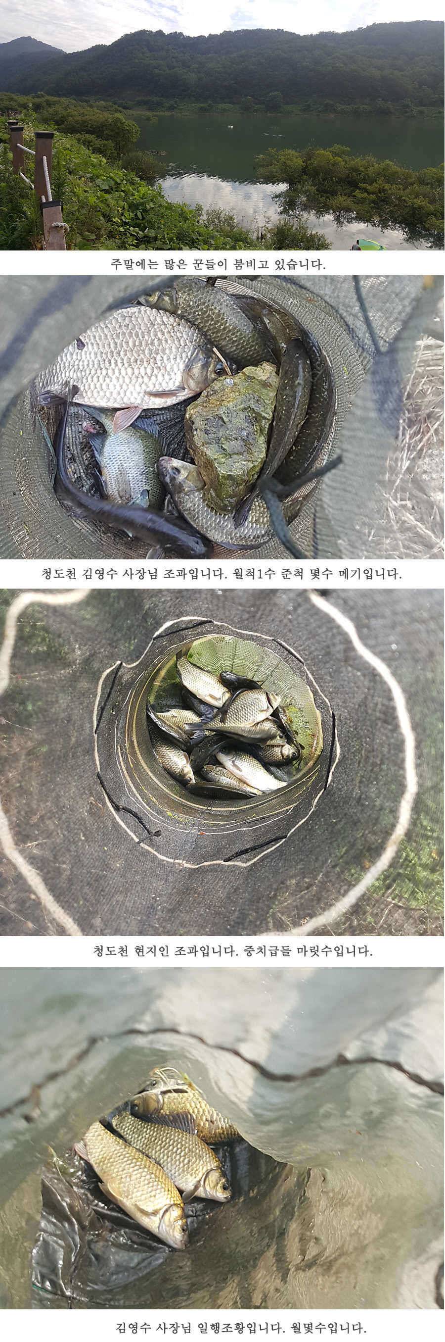 청도권 청도천이 대세입니다 (조황조행기 - 특파원조황)