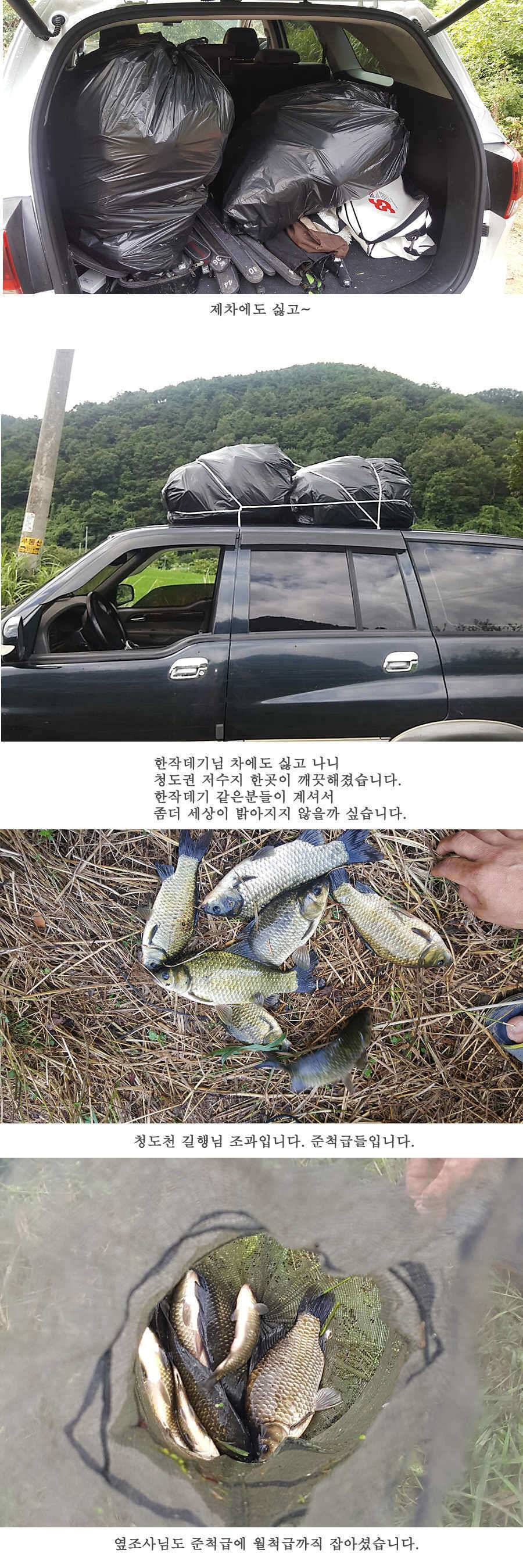청도권 청도천이 대세입니다 (조황조행기 - 특파원조황)