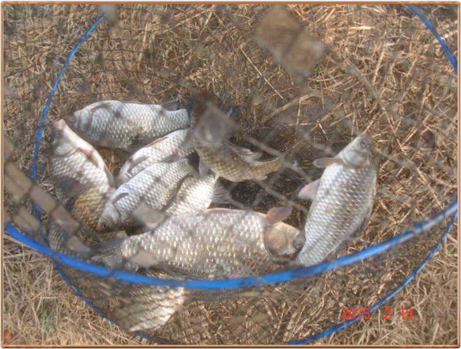 진위천 조황 소식 (조황조행기 - 특파원조황)