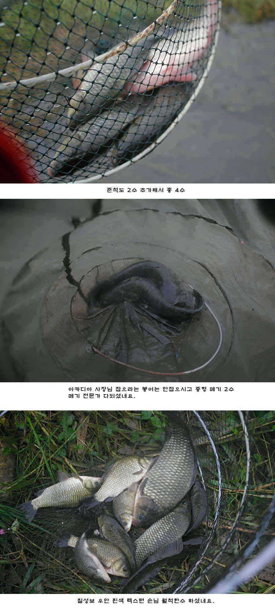 청도권 청도천 여전히 빵빵 터집니다 (조황조행기 - 특파원조황)