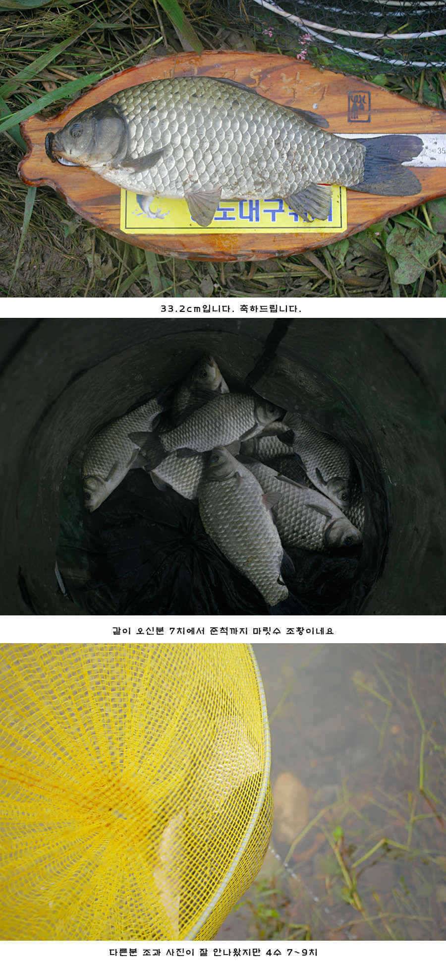 청도권 청도천 여전히 빵빵 터집니다 (조황조행기 - 특파원조황)