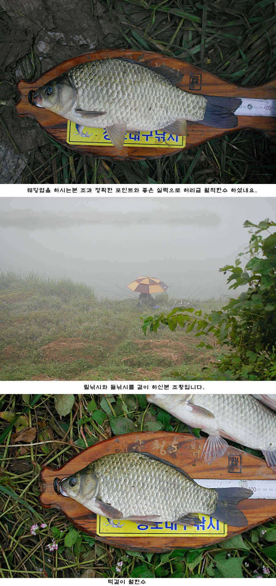 청도권 청도천 여전히 빵빵 터집니다 (조황조행기 - 특파원조황)